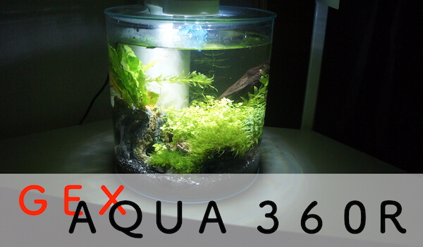 GEX AQUA 360R 円筒型水槽 感想 レビュー　アクアリウム　熱帯魚